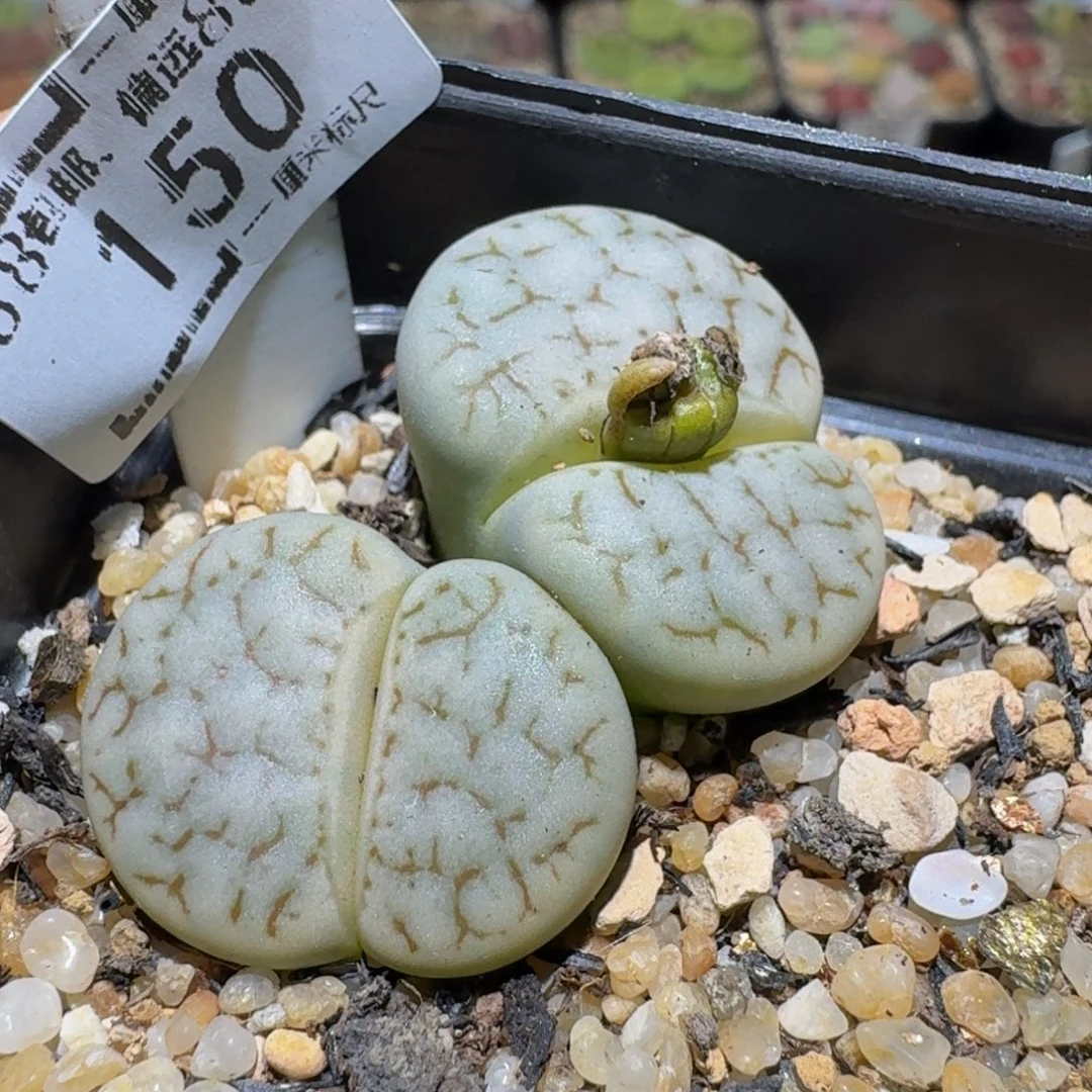 Sssss精品生石花150