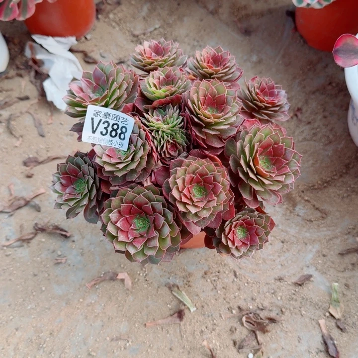 388红魔官服22左右2