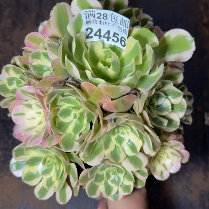 24456南女郎多肉植物