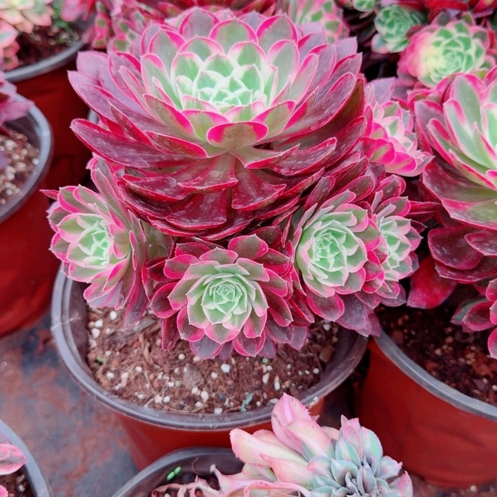 孔雀翎捧花啊啊啊啊