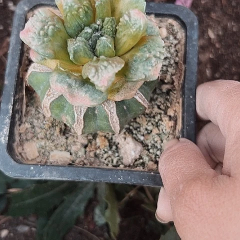 163处理嫁接牡丹仙人球