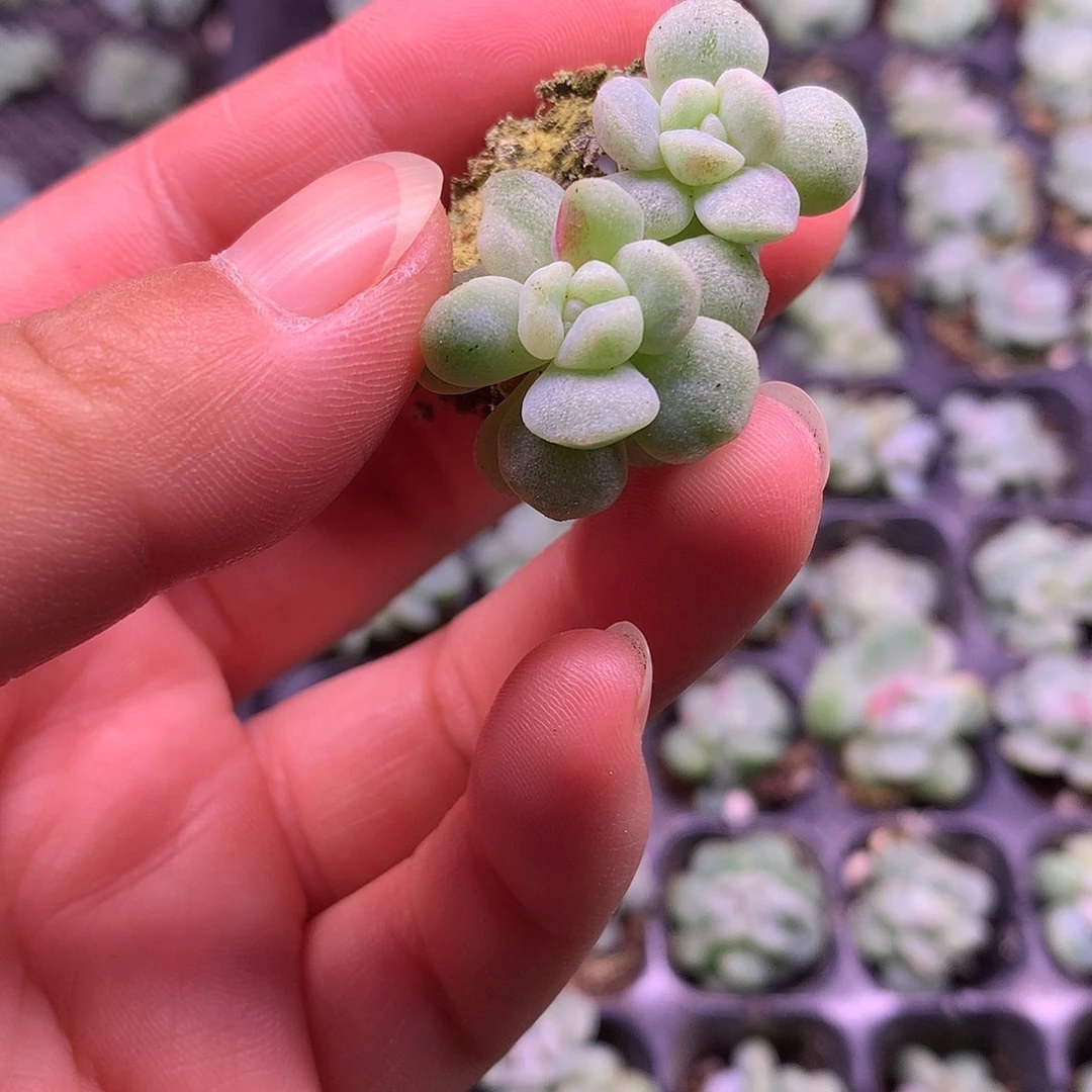 冰玉石化锦两颗一物一拍