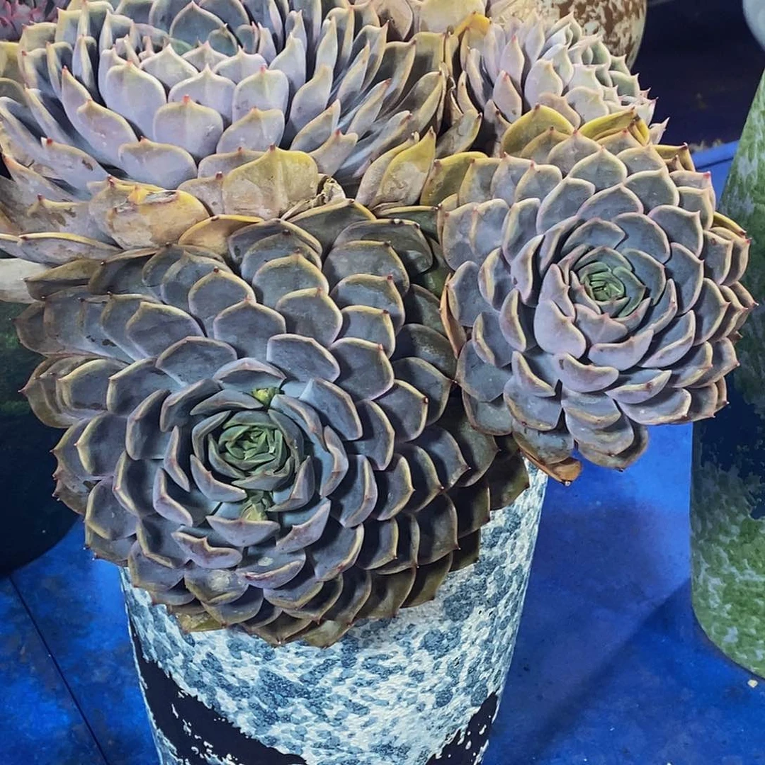 大*菲欧纳多肉植带盆物流