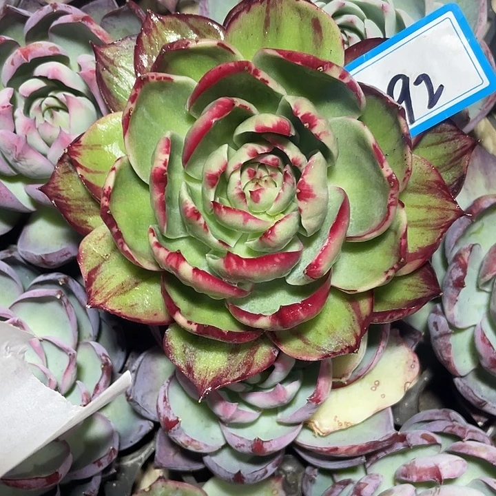 丶***以92/:/:::/://://////