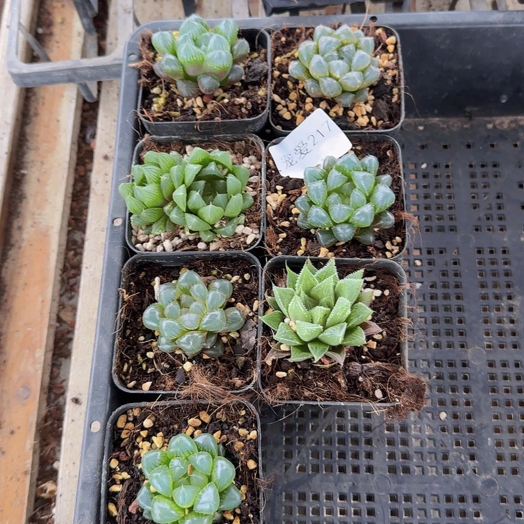 直播福利一物一拍217