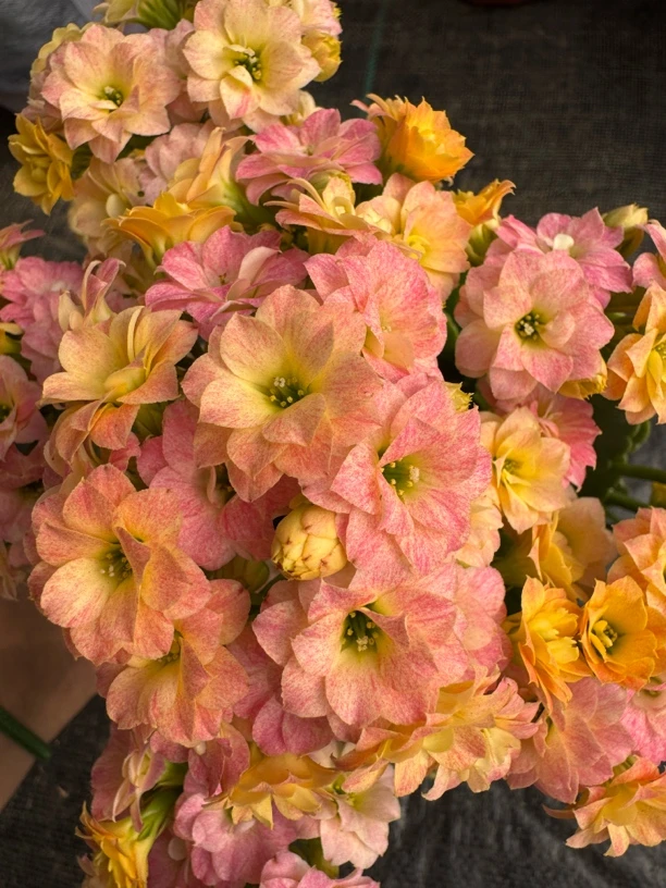 【彩虹糖】130盆 变色系列 稀有品种 花期长