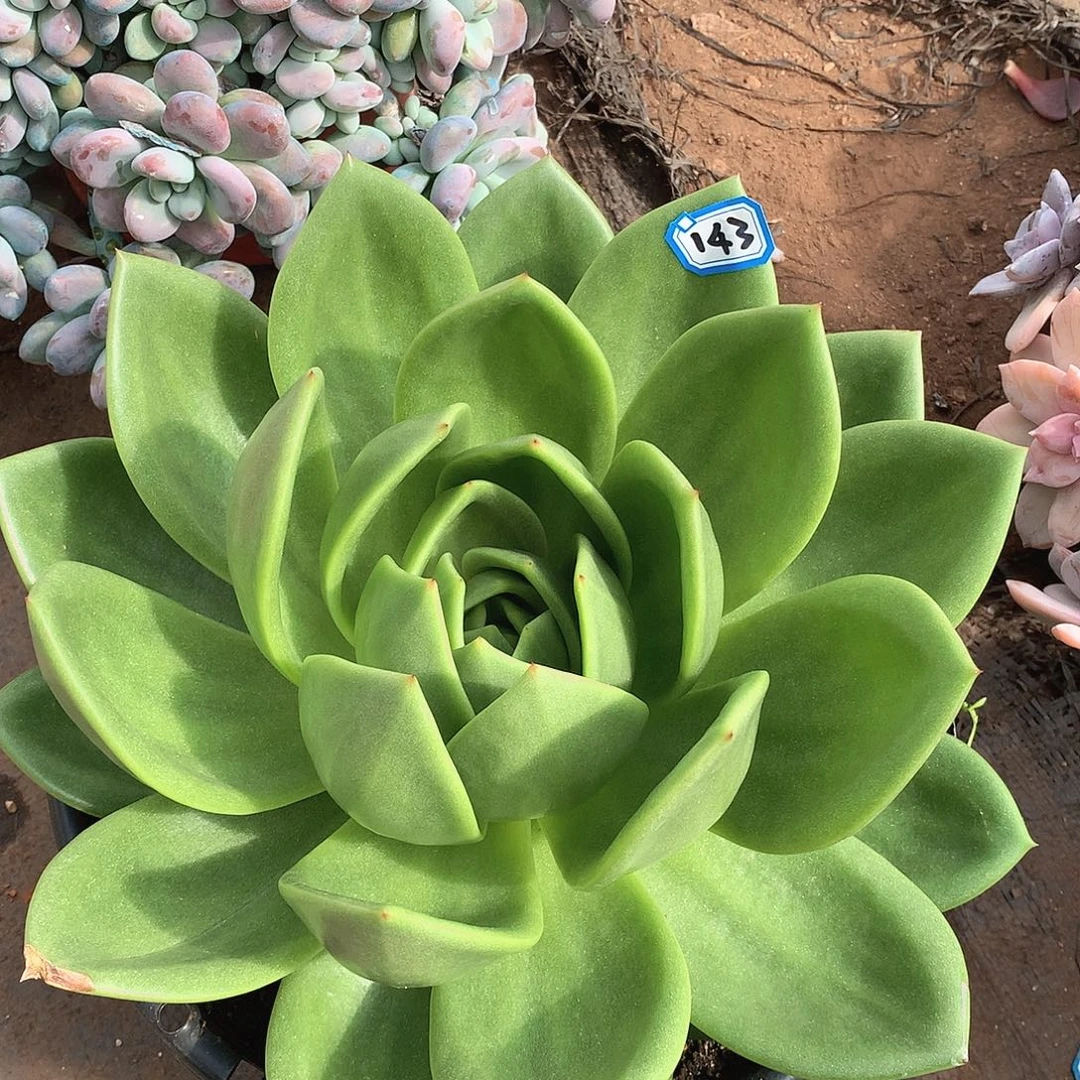 143翠花一物一拍多肉