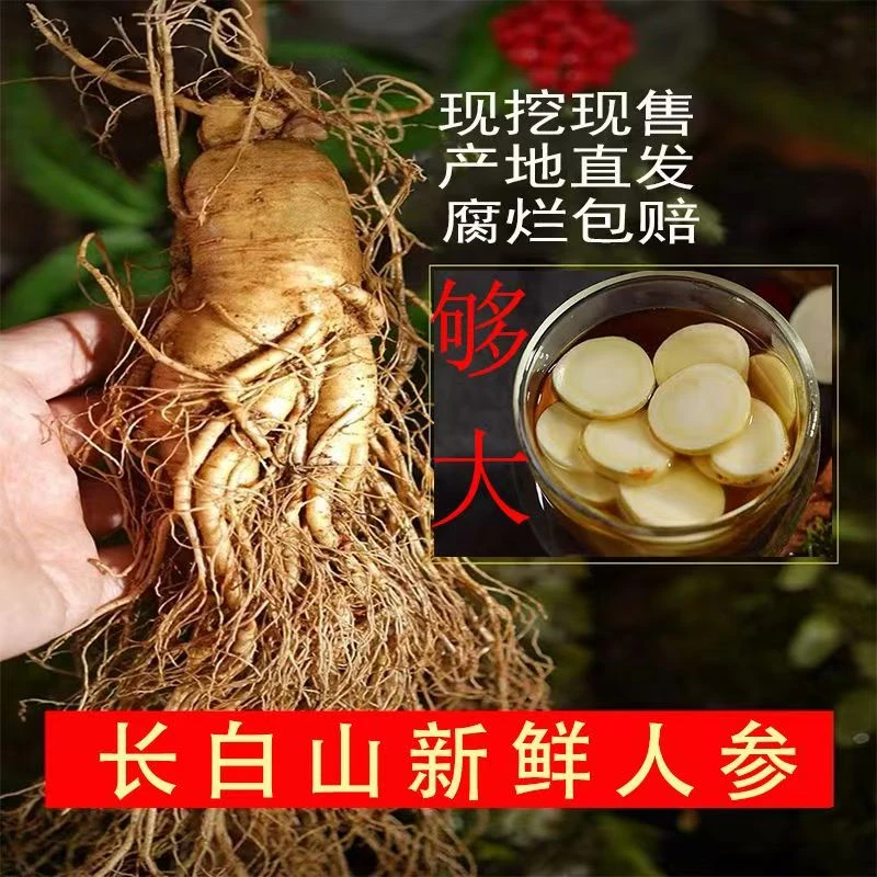 长白山新鲜大人参带泥带土过年过节送礼佳品