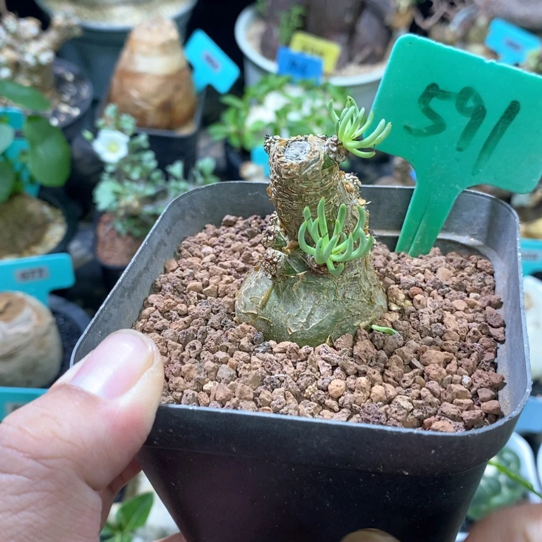 白象产地多肉植物