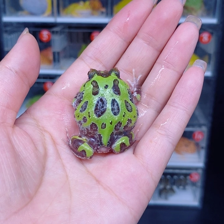 角蛙恭喜发财大吉大利