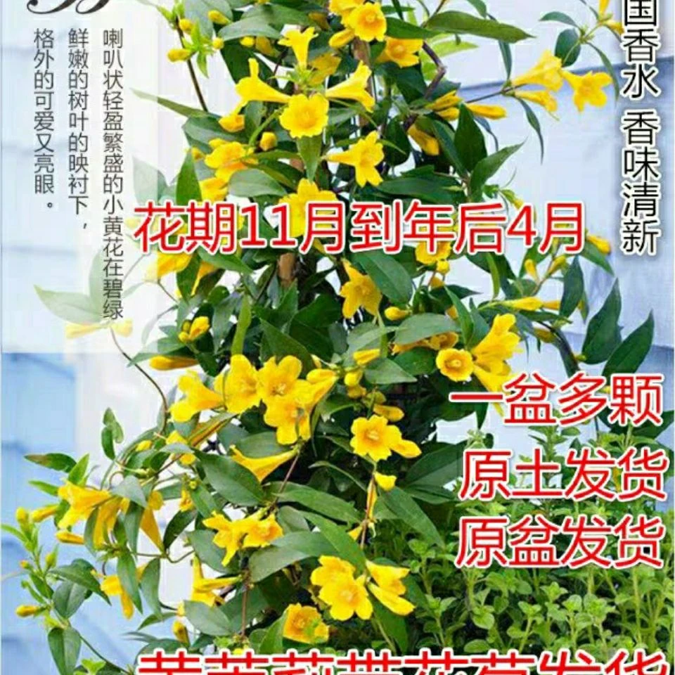 【带花苞】耐寒法国香水茉莉花阳台庭院盆栽冬季开花爬藤攀援植物
