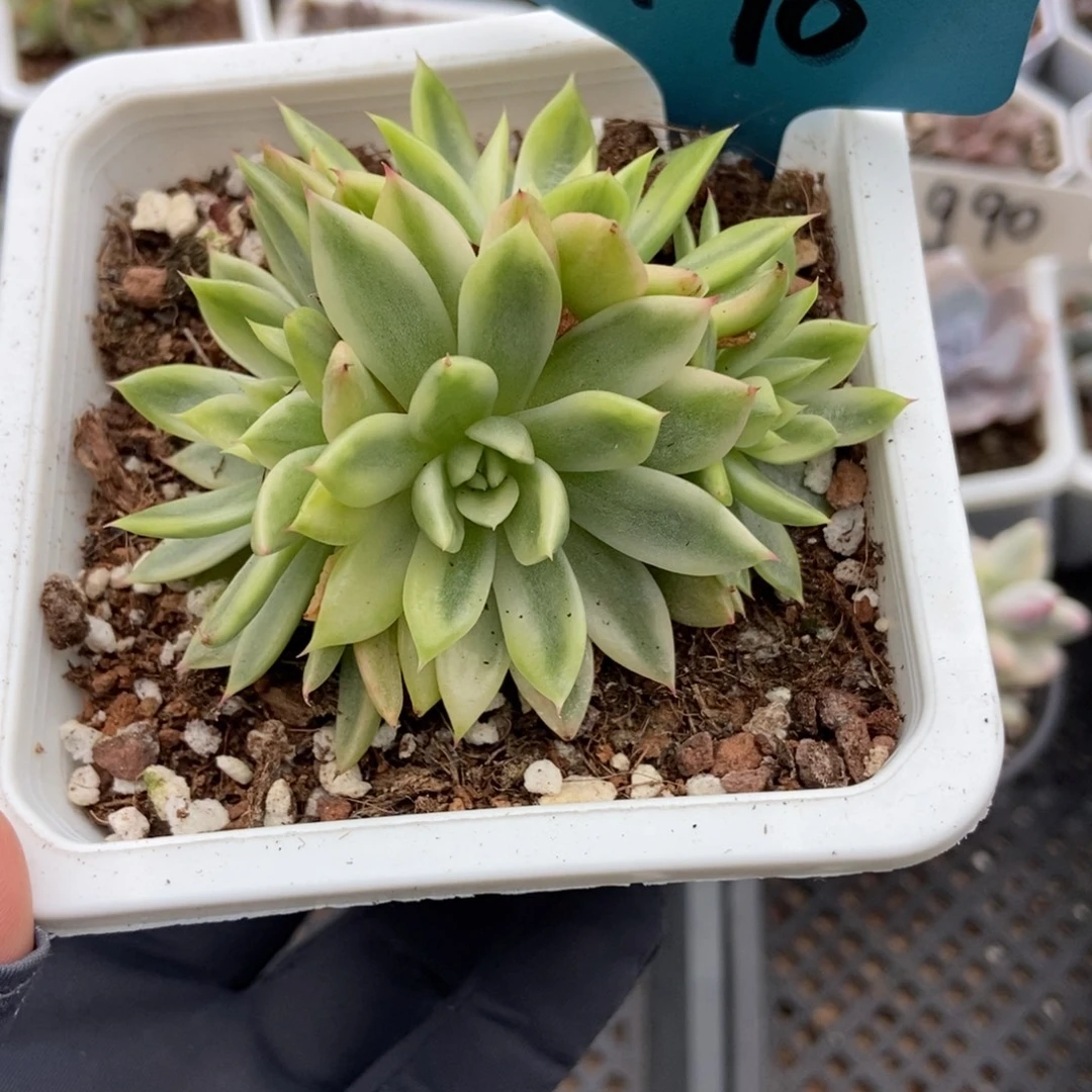 1796蝴蝶飞锦多肉植物