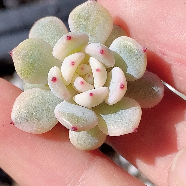 雪爪锦一物一拍，