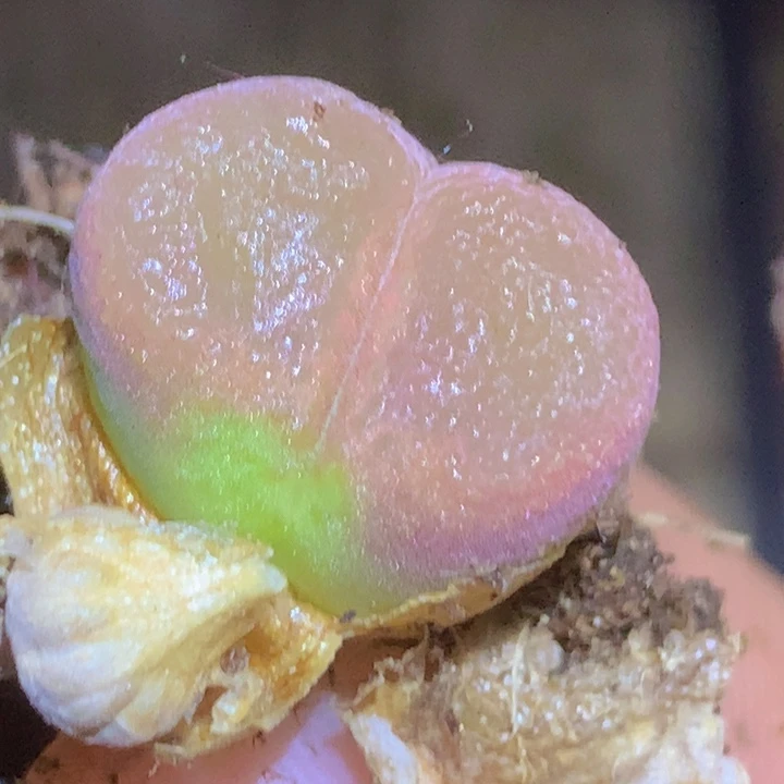 48899 99999999888888884