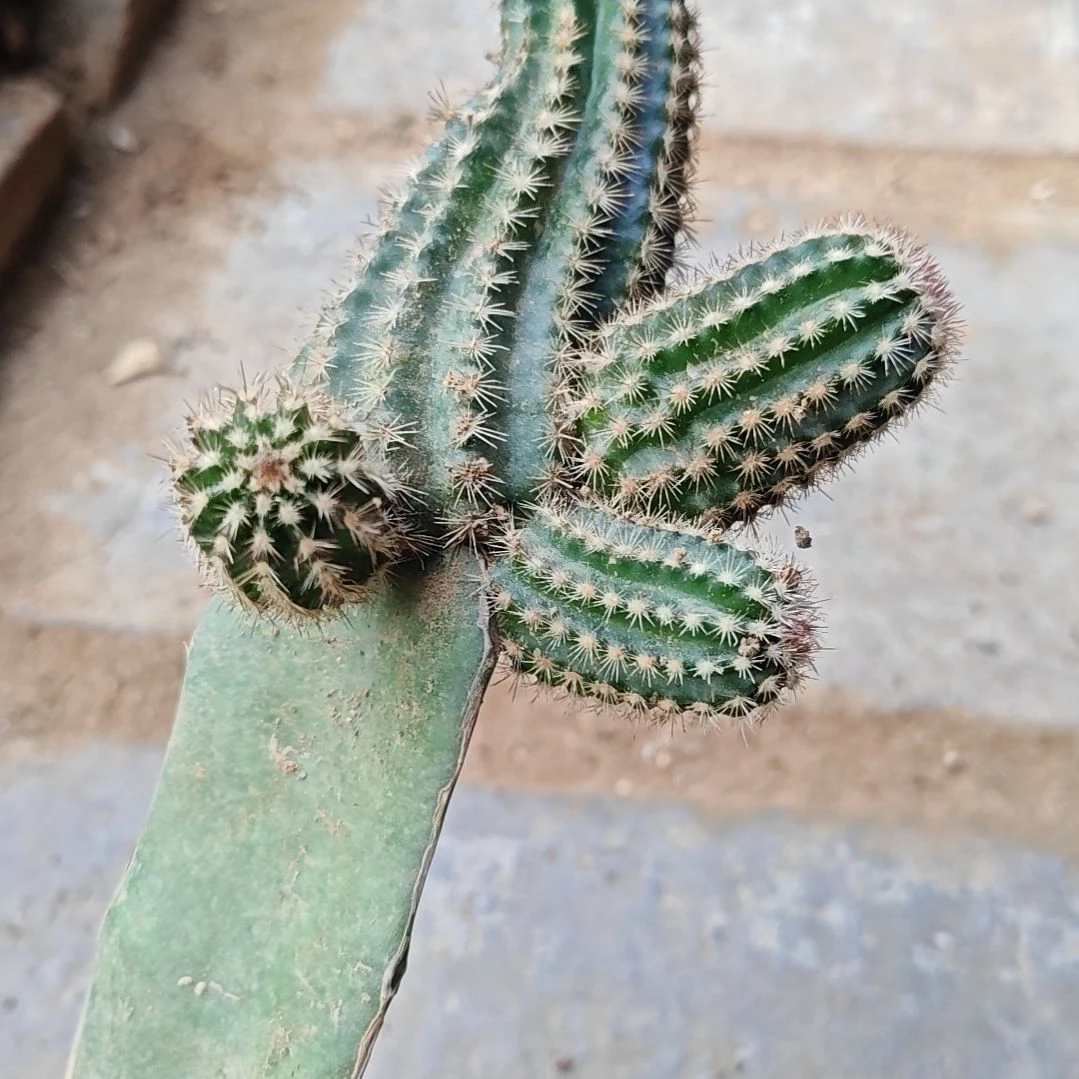 鲜红虾火龙果嫁接无根135