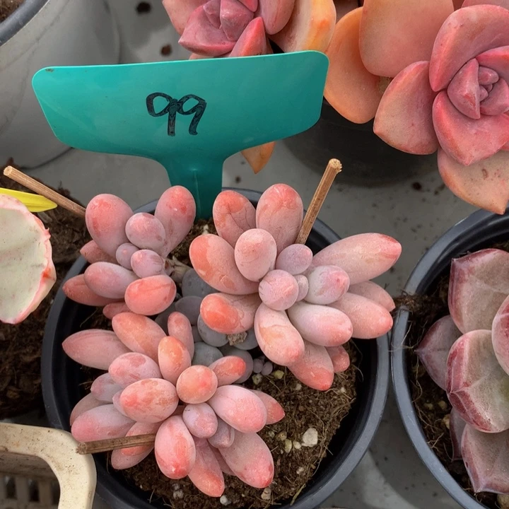 低头族和欧626372737