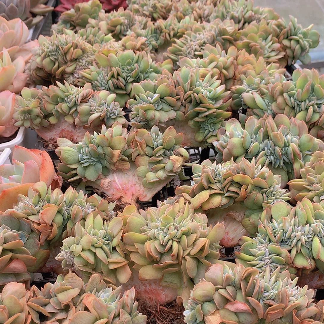 白凤缀化4567789990000