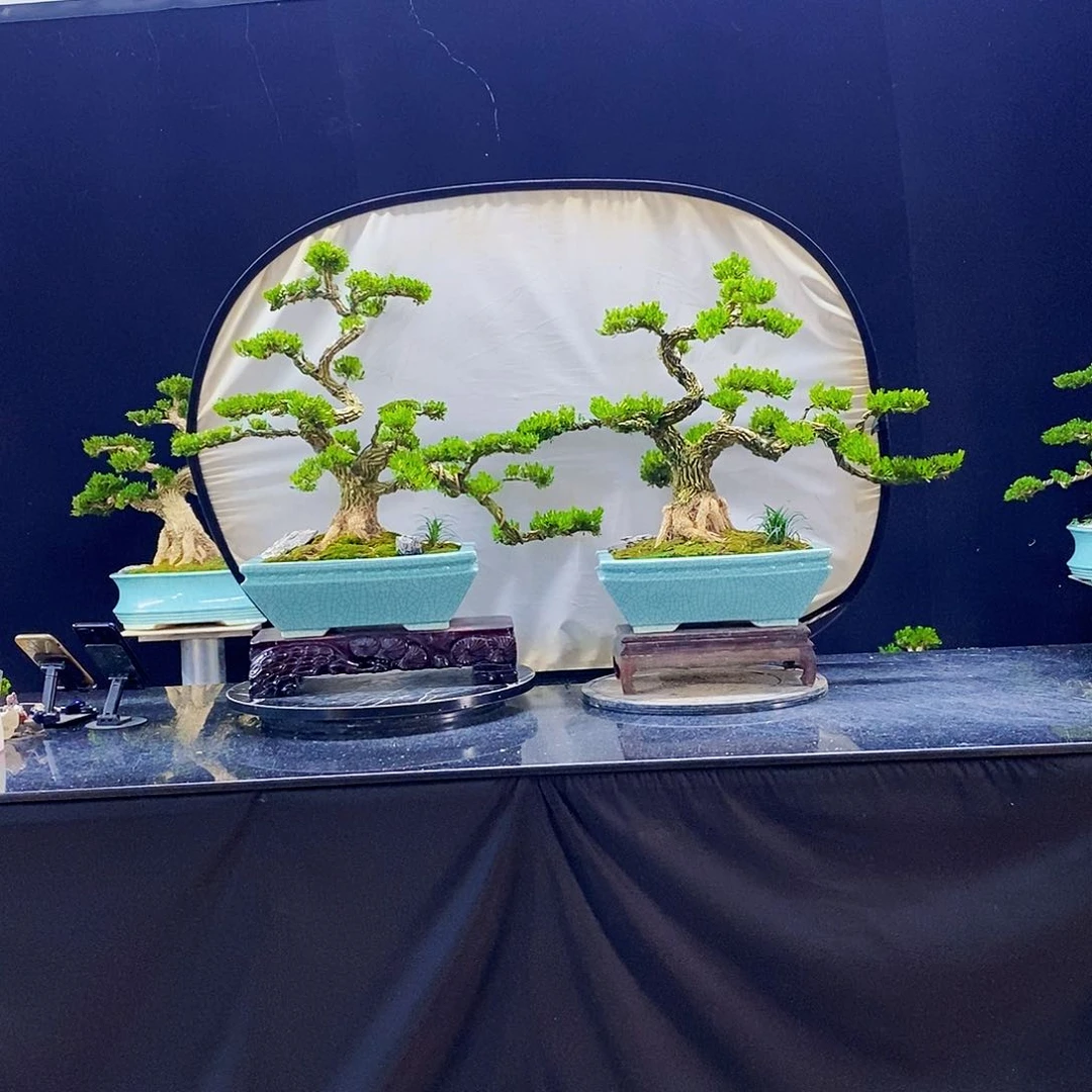 无花朵黄杨盆景造型