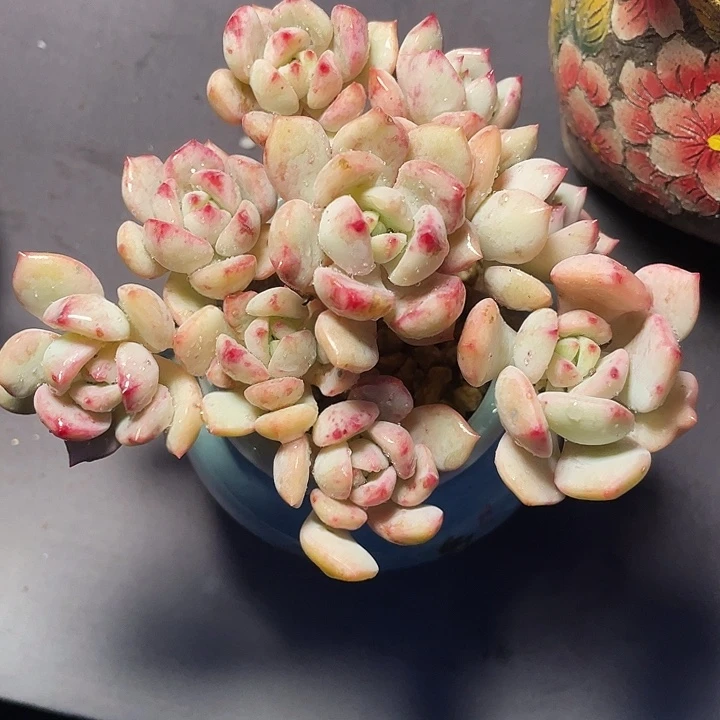 多肉植物蜜桃多肉