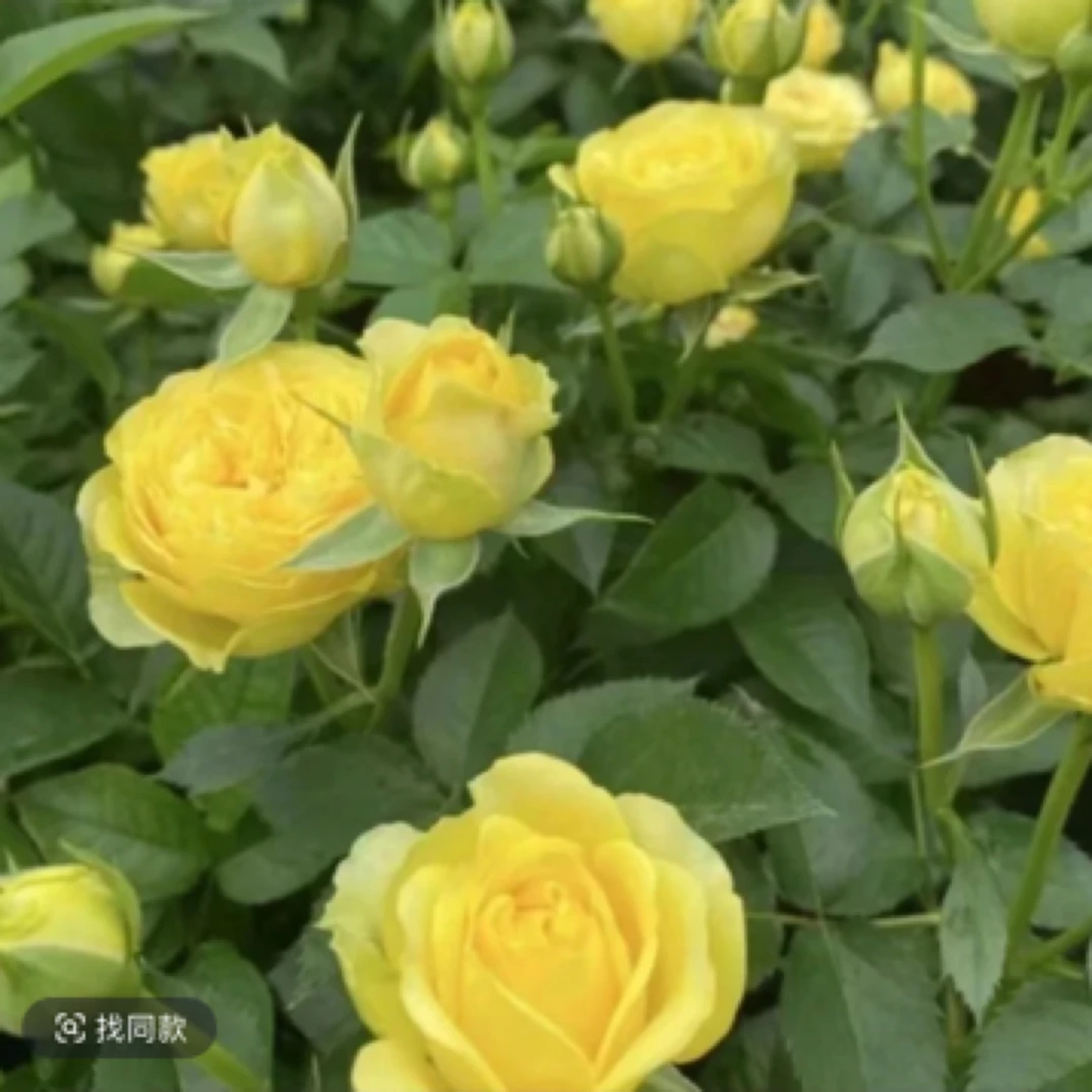 绿美人 一盆多颗 四季开花 盆栽月季花 阳台庭院室内外