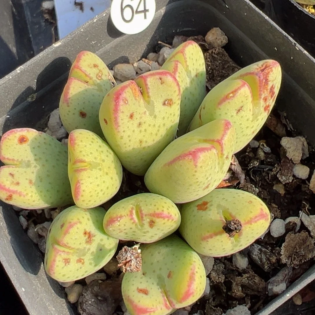 多肉植物11111111111111