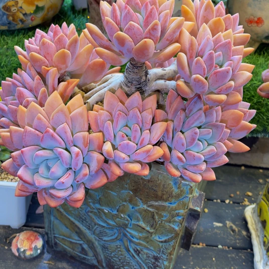 帘***寂奥普发货11111111111