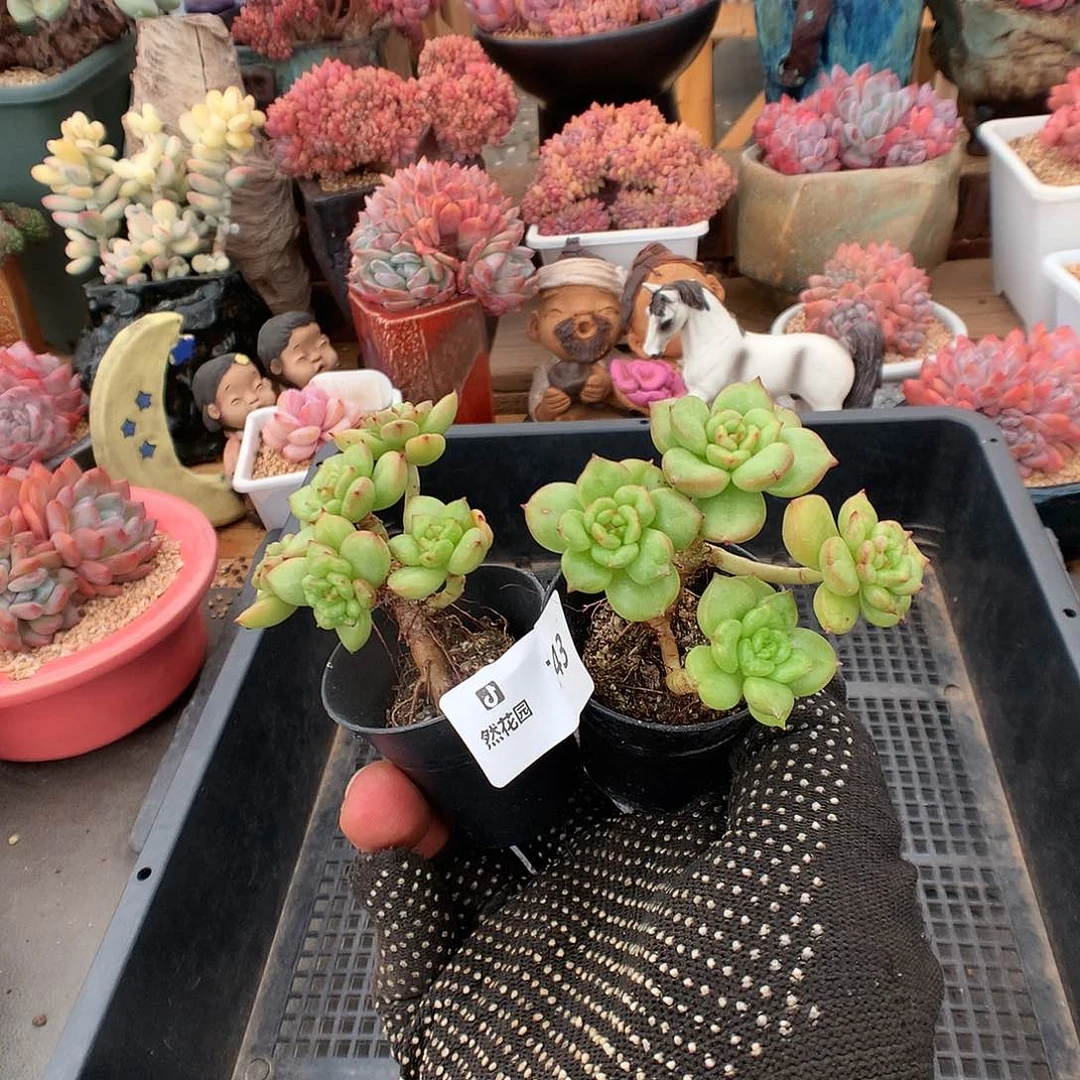 743苹果花多肉植物6666