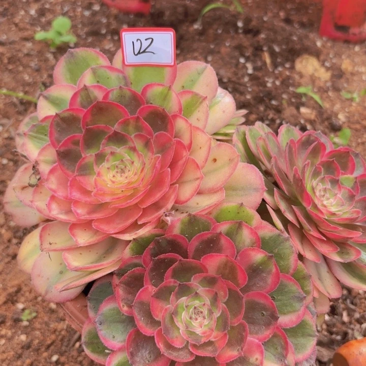 全部花朵002海神生根法师