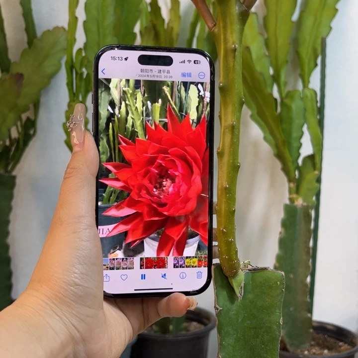 当前无花栽培后可以开花599