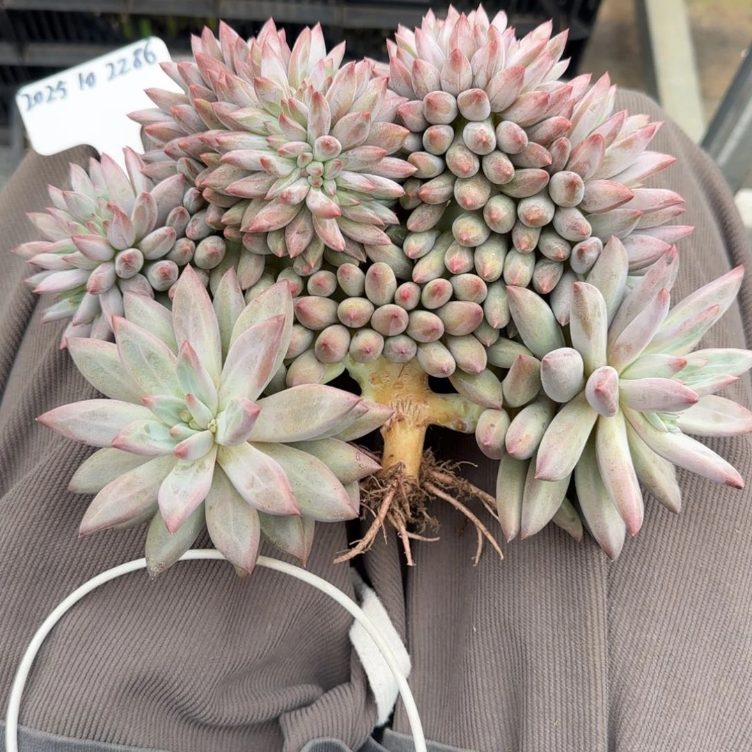 一物一拍天花板羽毛纹虞美人缀86