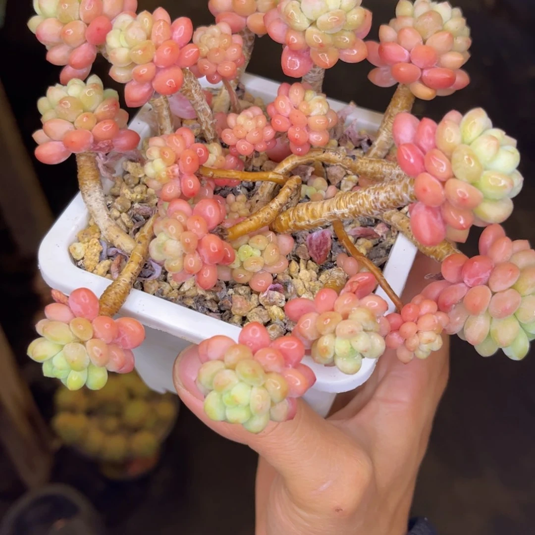 无花朵友家多肉一物一拍