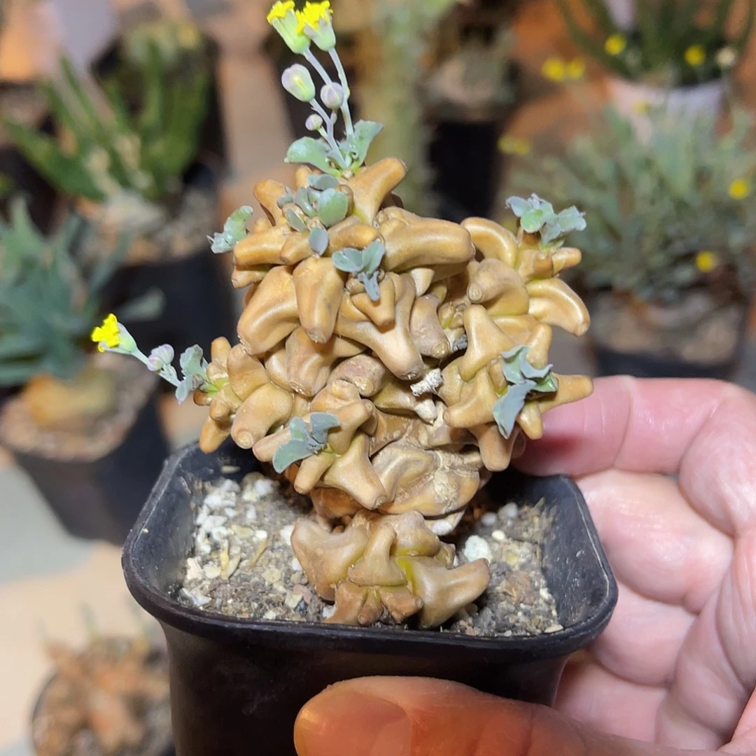 实生大尤蛮鬼塔一物一拍