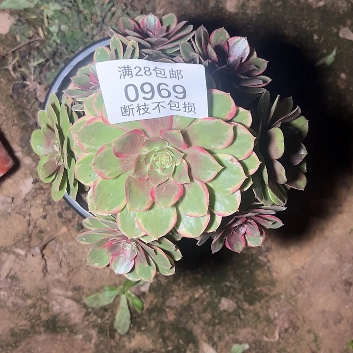 0969粉花妖多肉植物