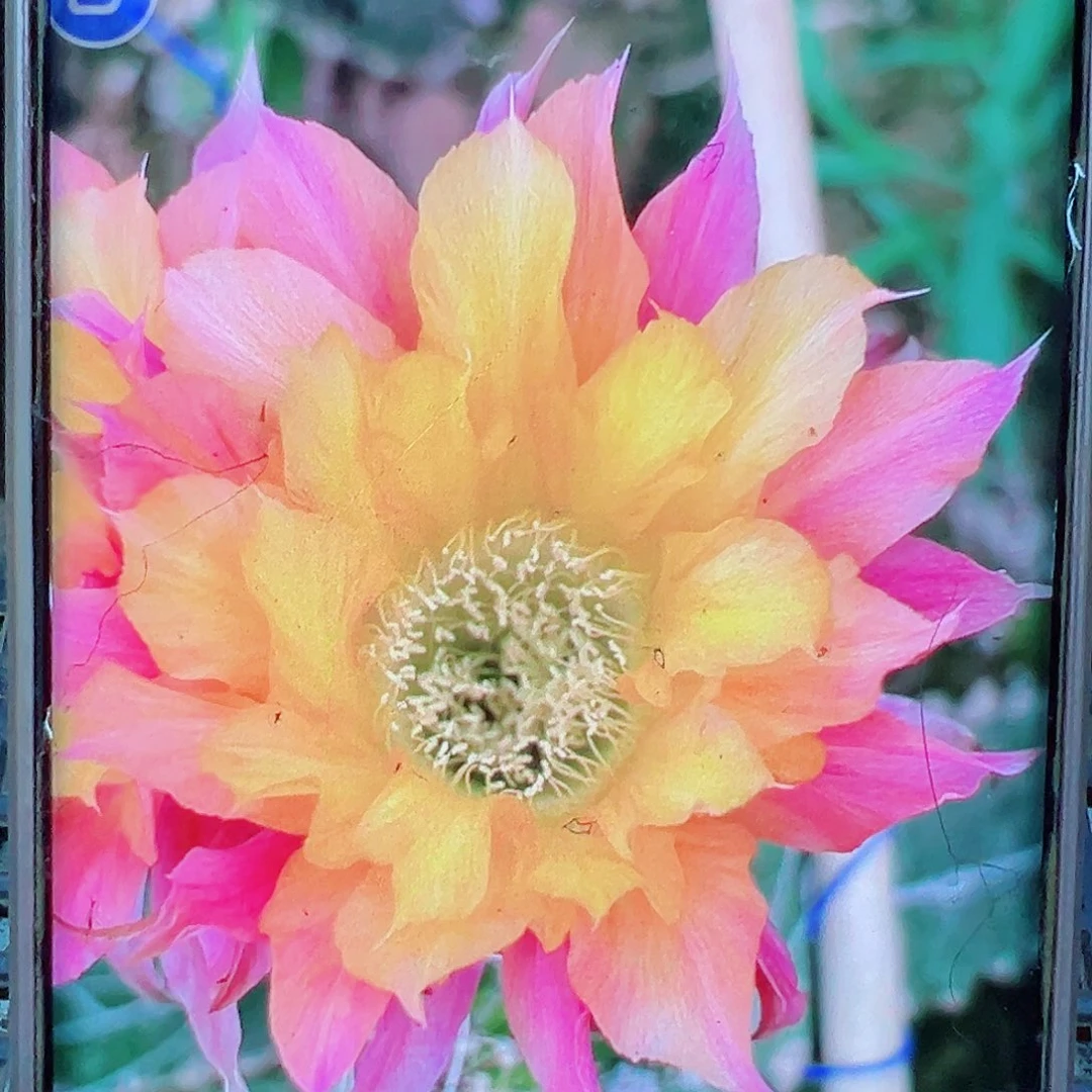 彩草拥抱你侧芽 20 包邮