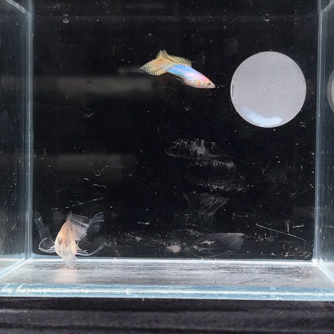 孔雀鱼黄化新加蓝黄蕾丝绒球