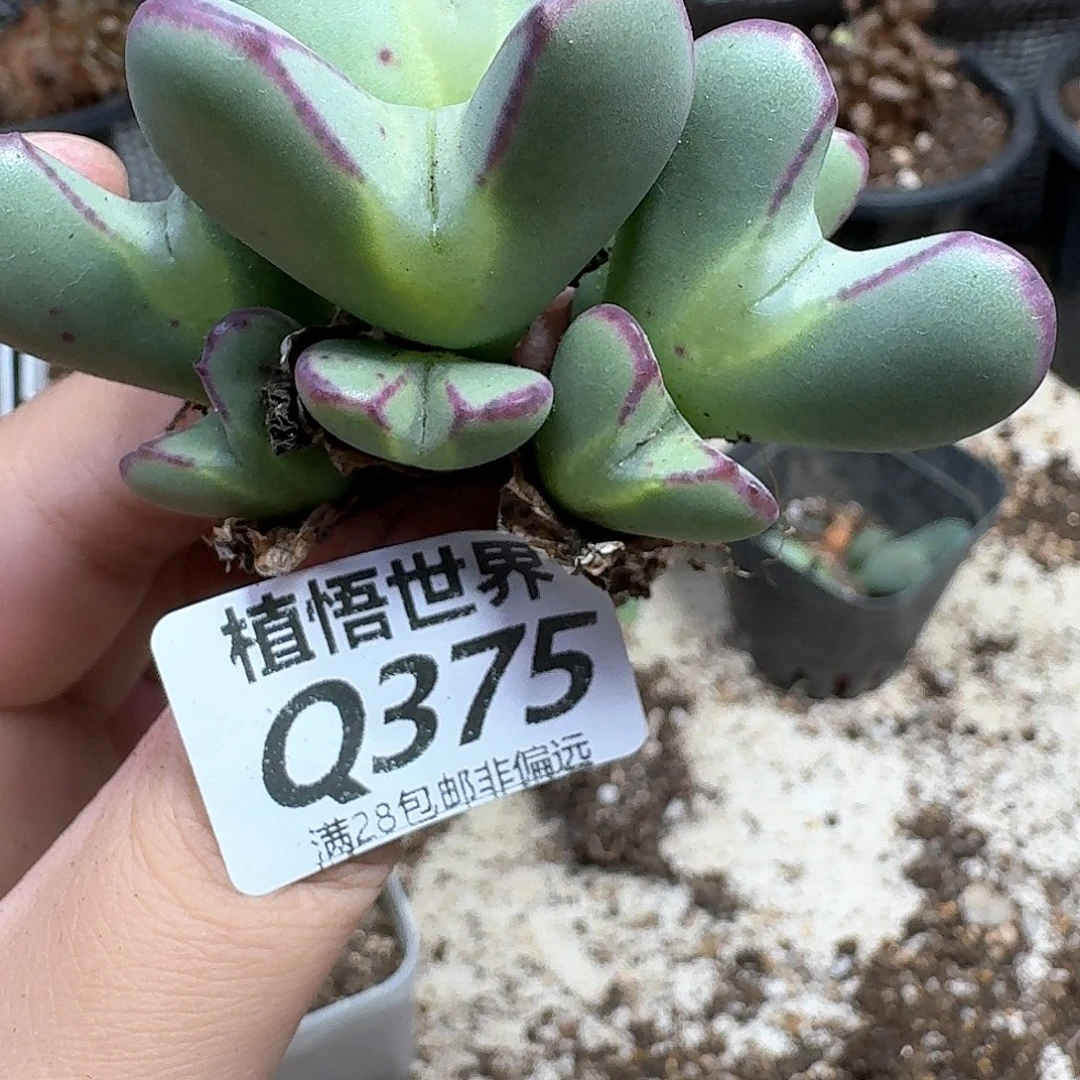 的润泽的润泽hjmnnn
