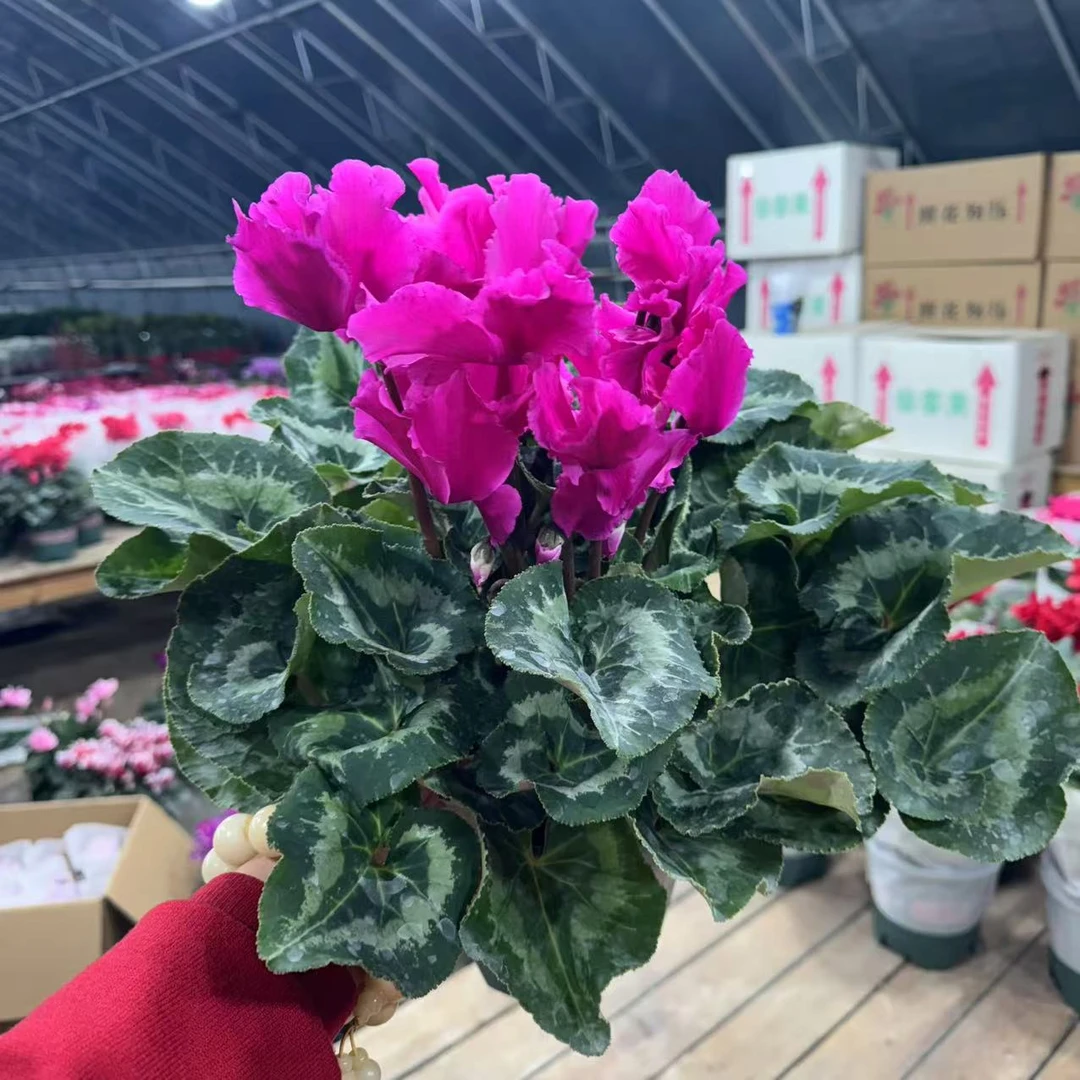 【胖胖】巨型（皱边紫色）1.5加仑一代大花仙客来带花带花苞发货