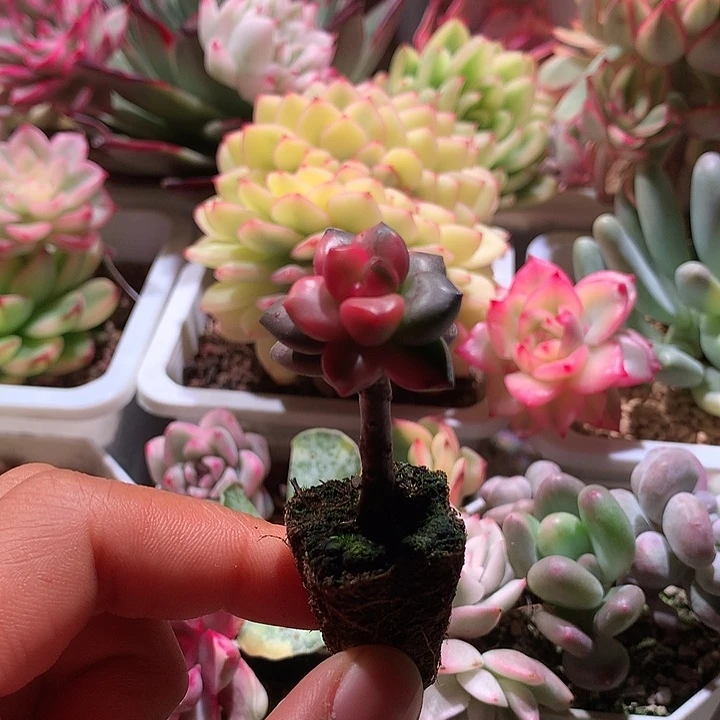 黑美人锦锦锦锦锦