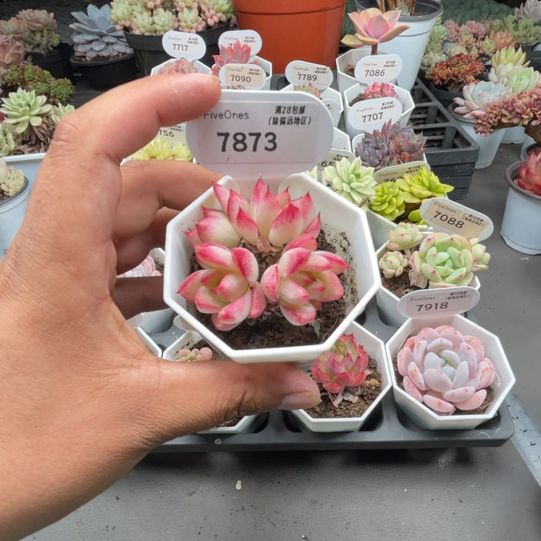 7873梦幻女王5.0厘米