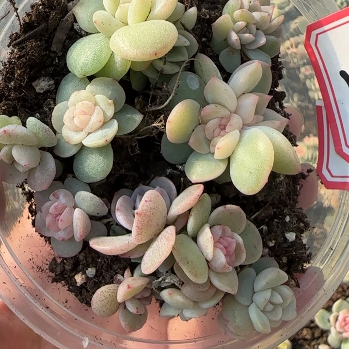 02绝绝子多肉一盆