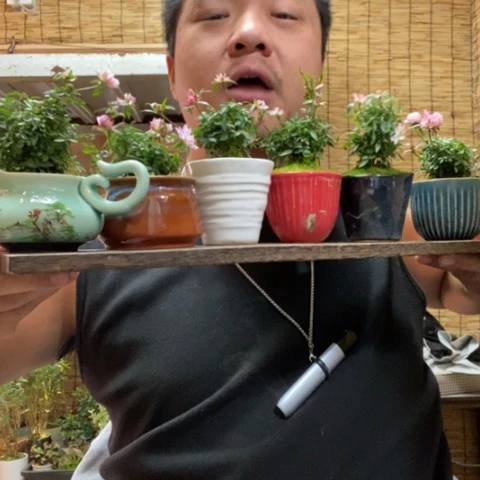 红陶圆托姬月季一盆器型随缘带盆发货