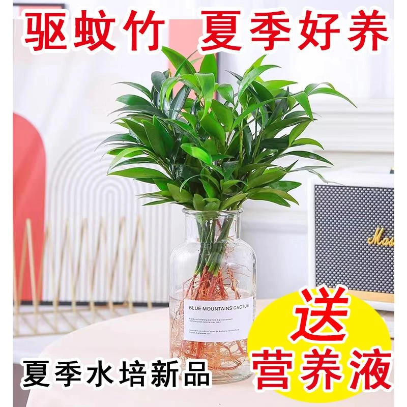 竹柏盆栽水培新宠驱蚊植物室内客厅卧室桌面绿植盆栽花卉四季常青