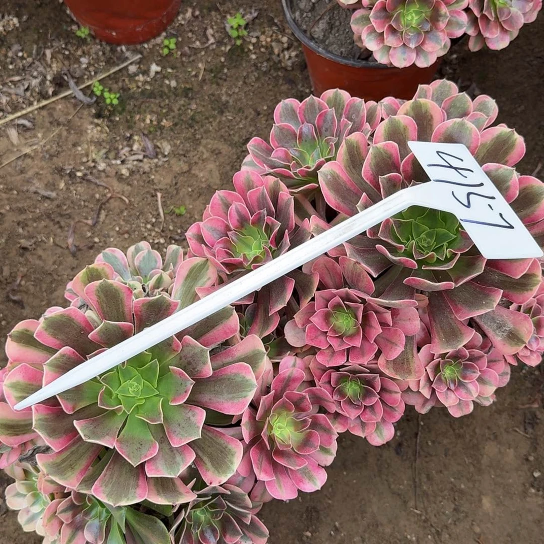 4157桃夭多肉法师两颗