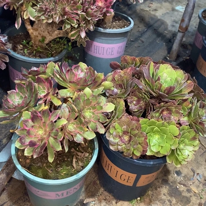 两颗多肉植物36。