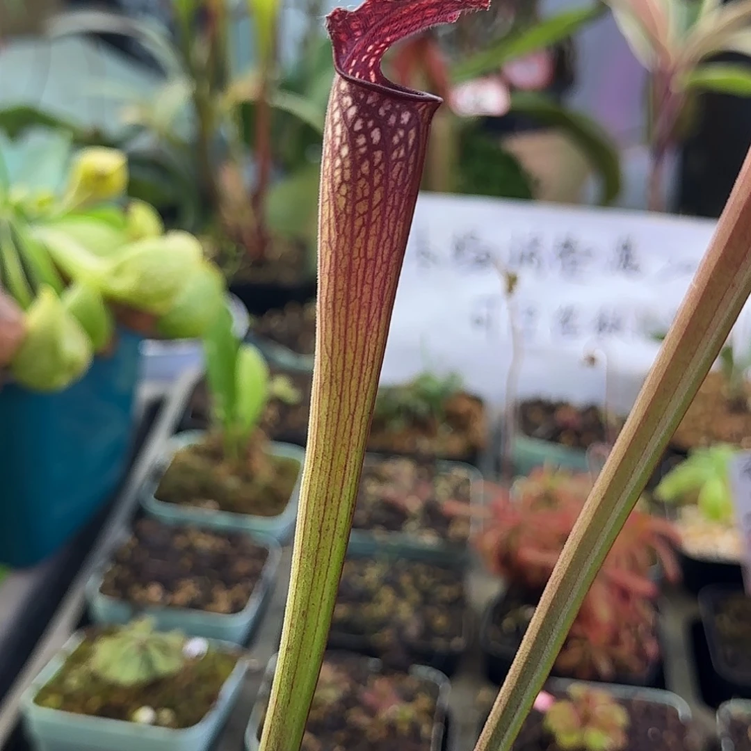 完全开放阿拉巴马红瓶交白瓶