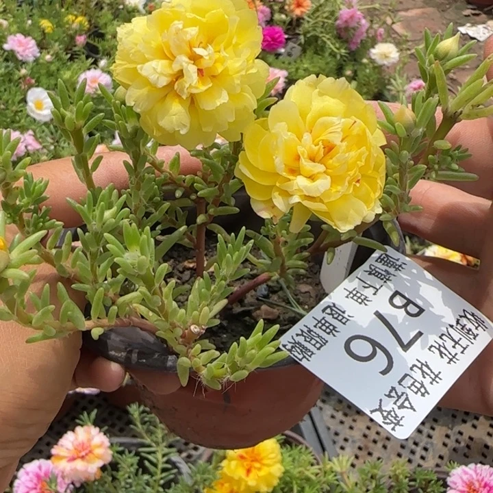 当前无花朵，栽培后可花朵B076超小苗盆口10cm