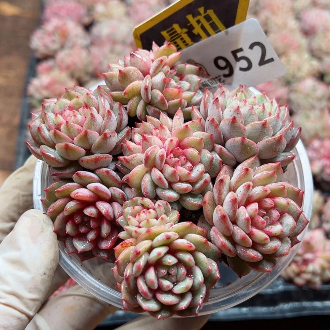 多肉植物多肉植物