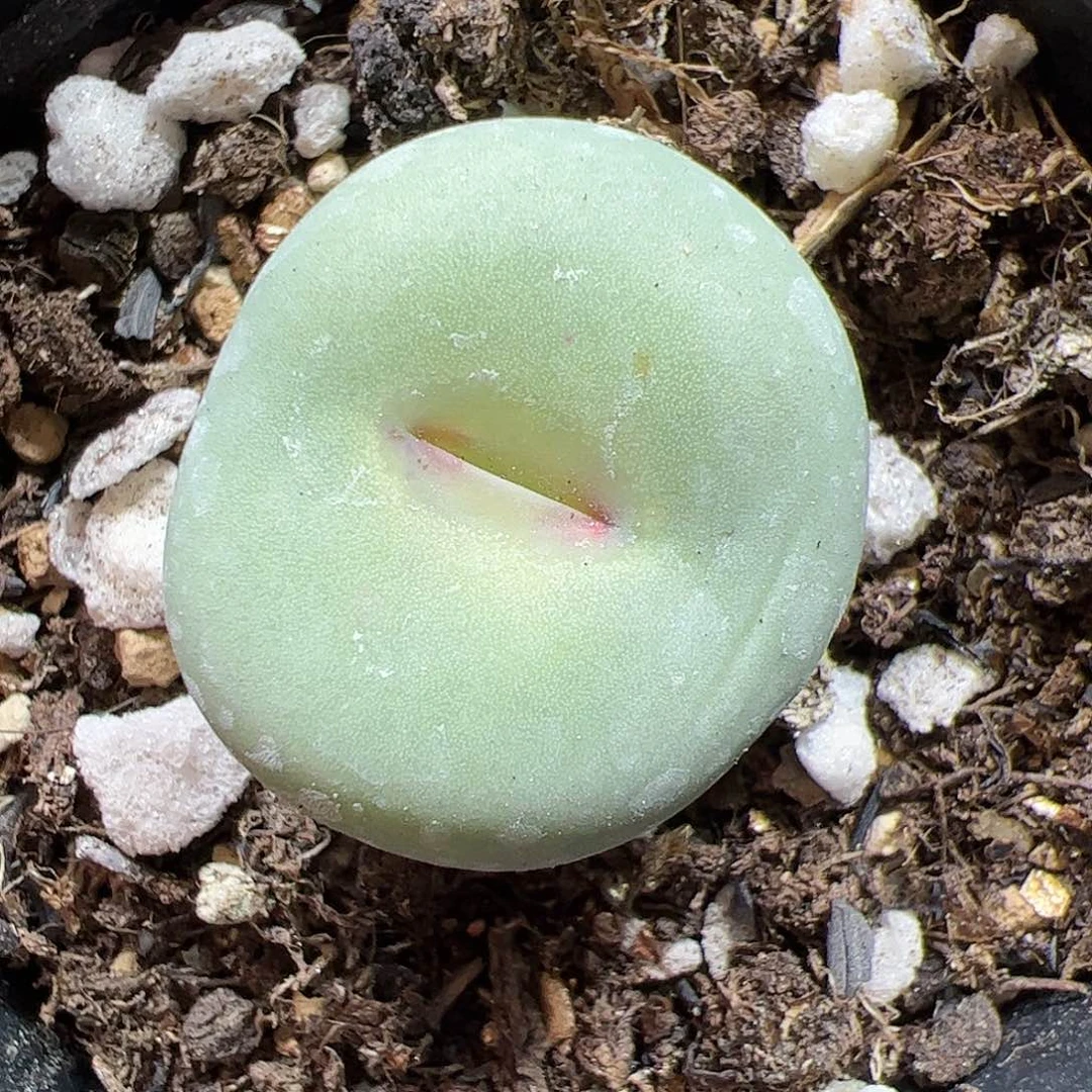 【闪购商品】164 红嘴