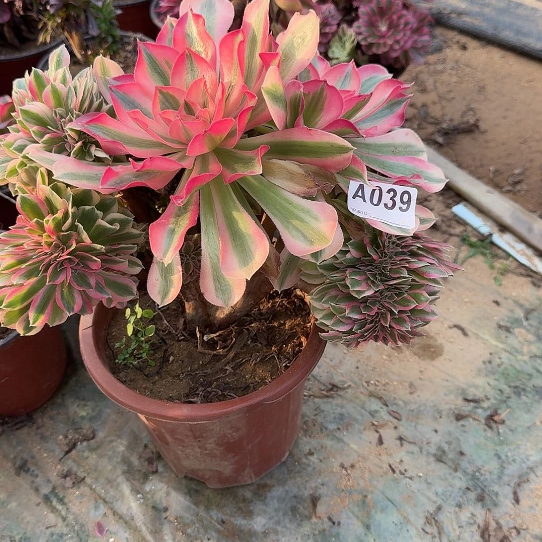 039粉女巫有伤一颗呀呀