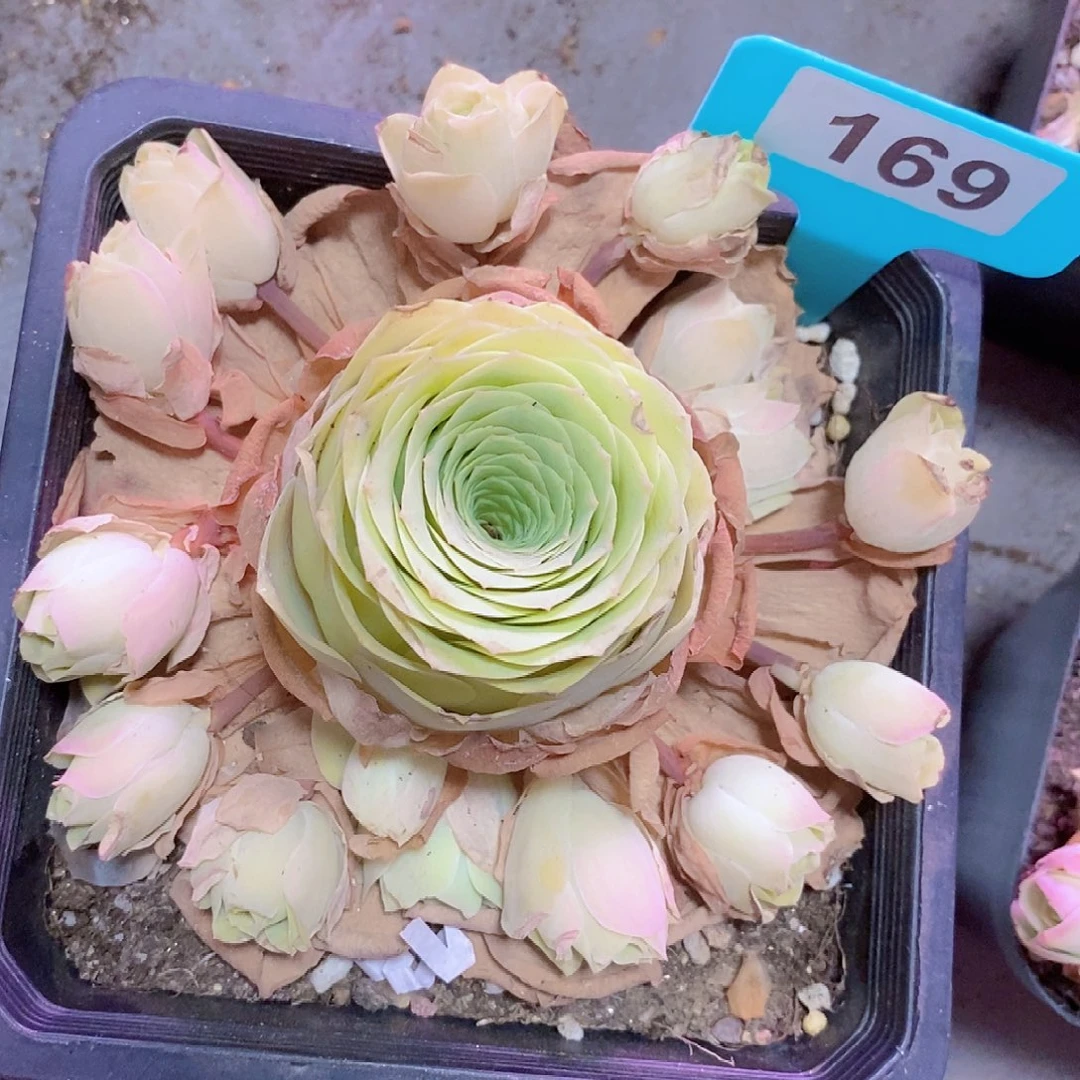 小玉手捧一物一拍169